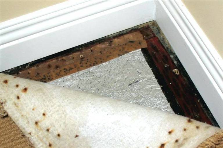 House Smells Musty After Rain Causes And Solutions