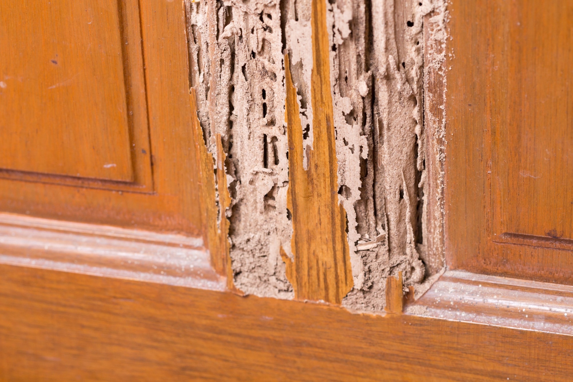 Repairing Termite Damage: Just How Difficult Is It?