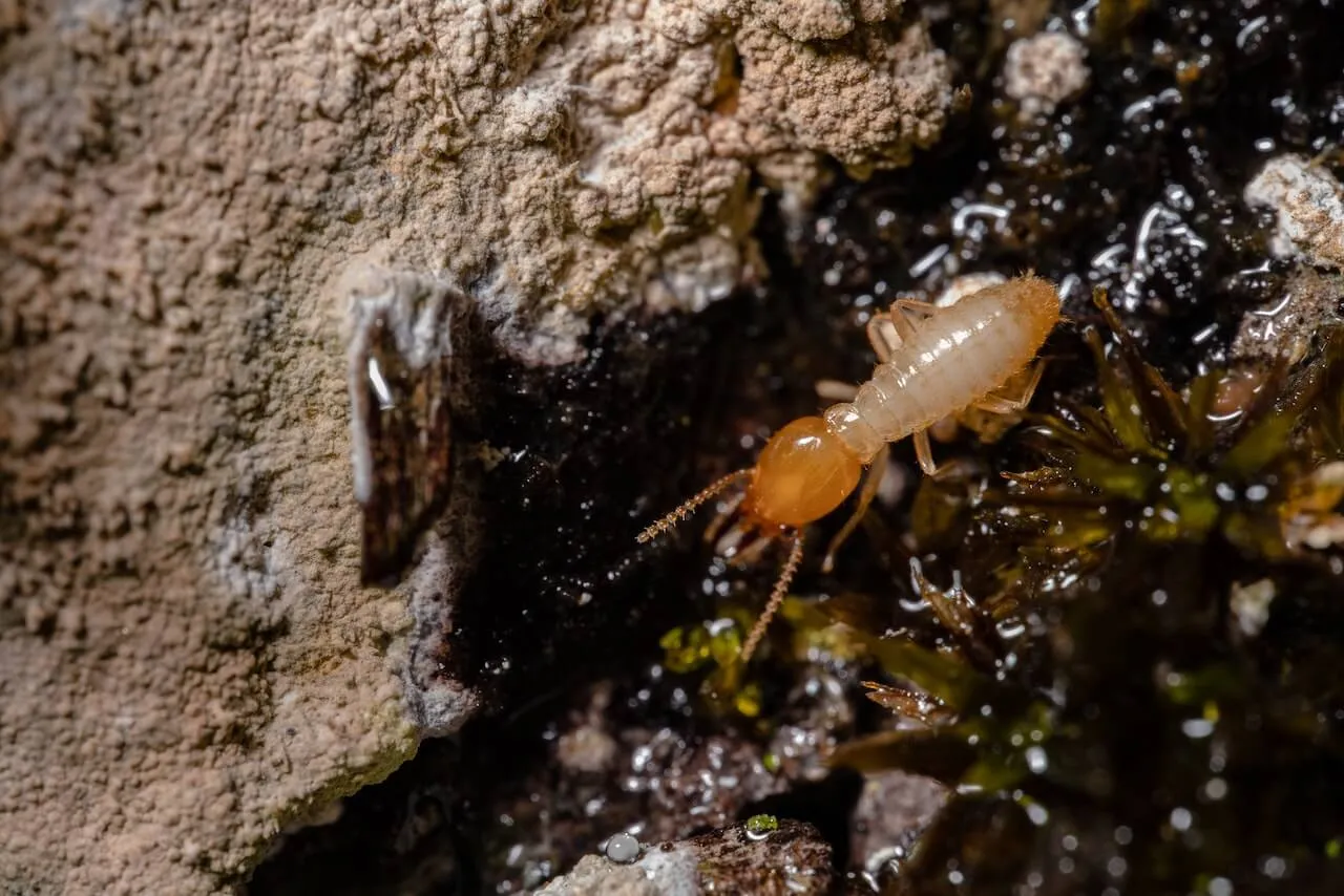 Repairing Termite Damage