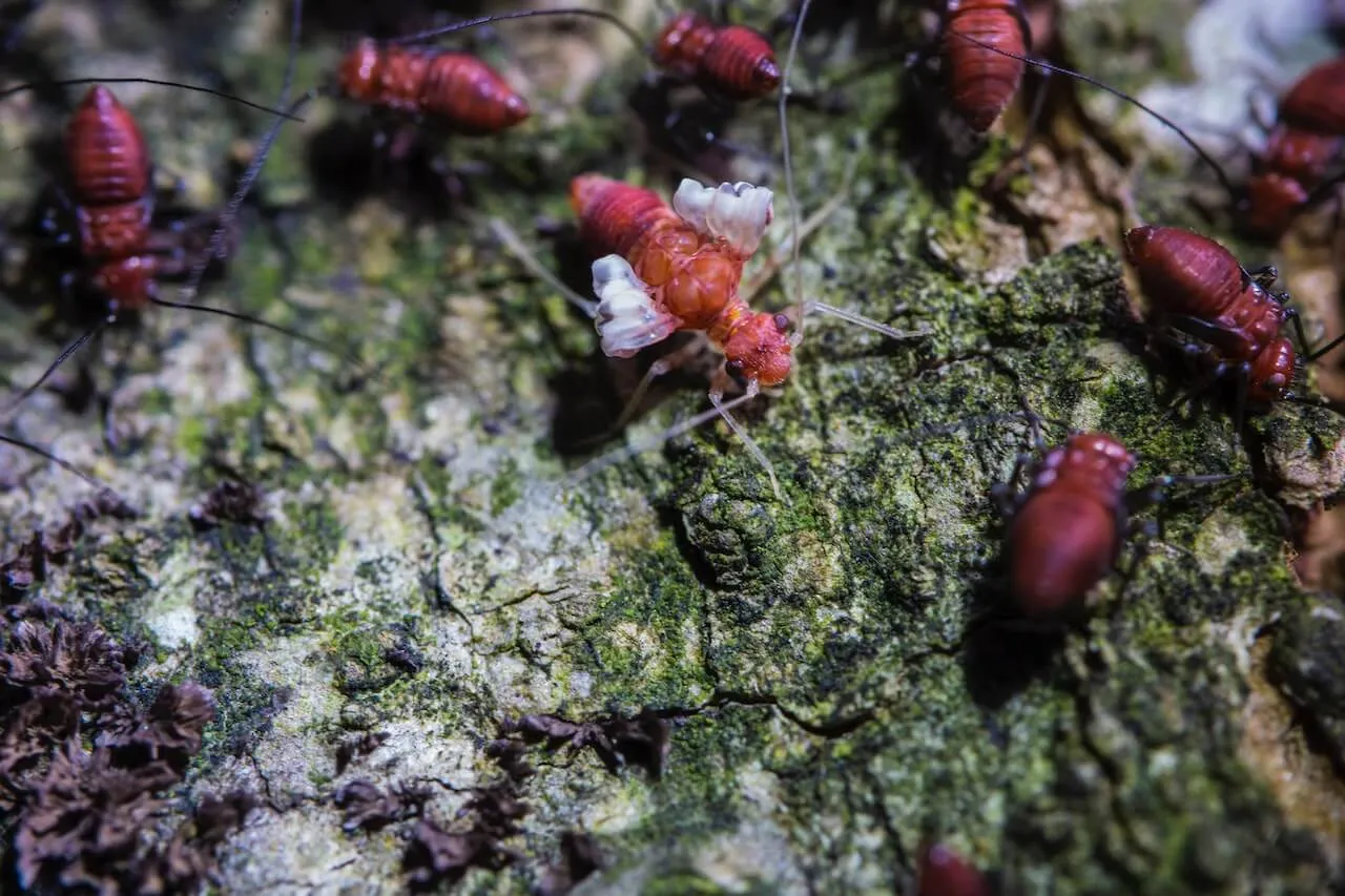 termite infestation