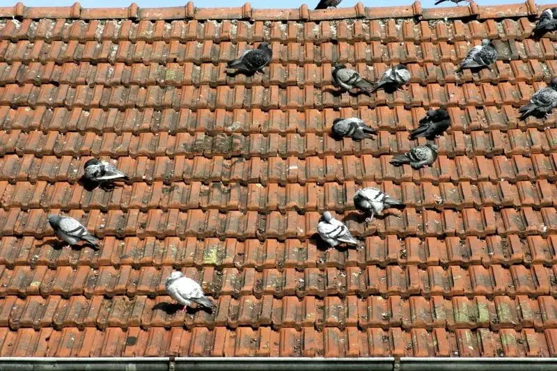 Hygiene Risks Associated With Roof Nesting Birds
