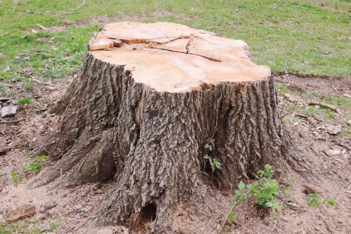 Land Clearing 101: 4 Essential Tools for a Clean Finish