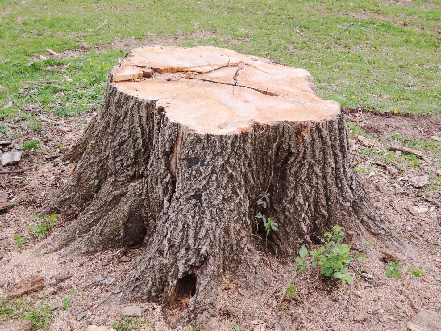 Land Clearing 101: 4 Essential Tools for a Clean Finish