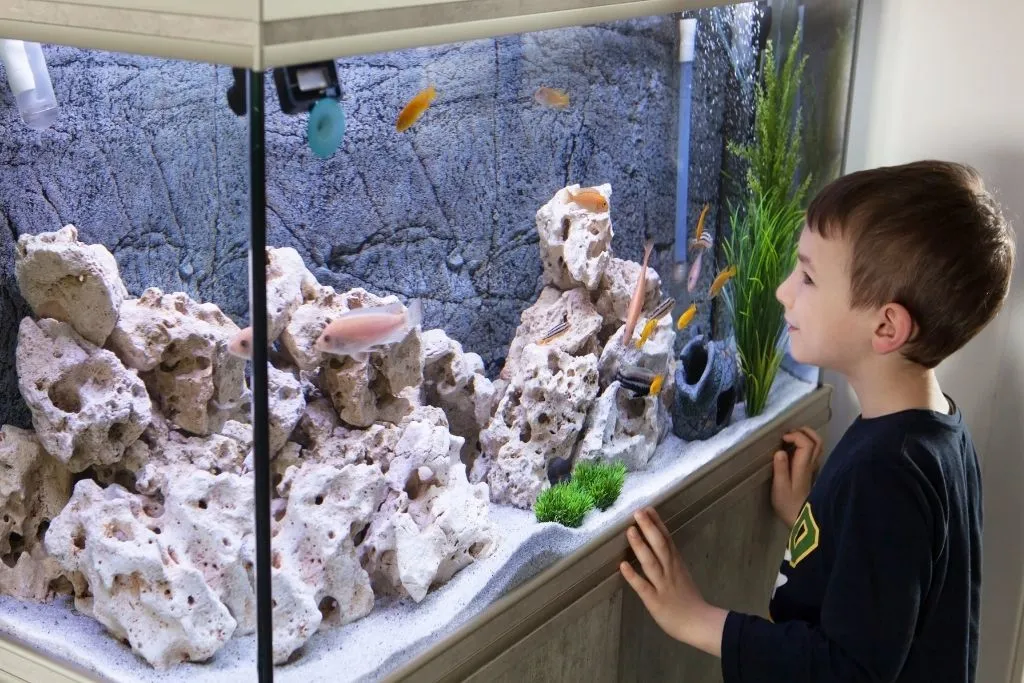 Fish Tank