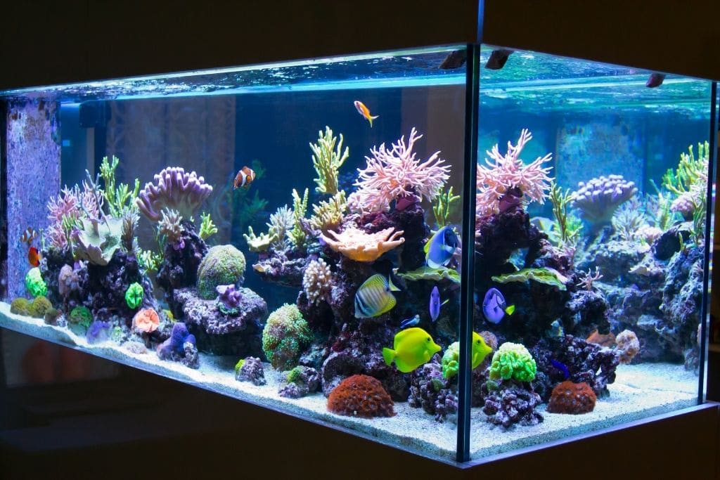 How Much Electricity Does a Fish Tank Use And How to Reduce It. 