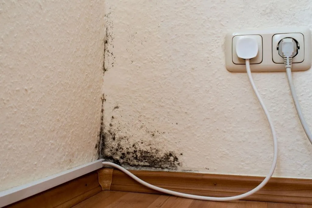 Rid of Black Mold