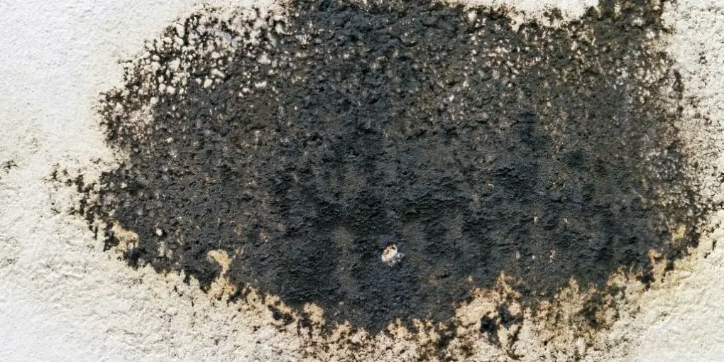 How to Get Rid of Black Mold in Your Home Homienjoy