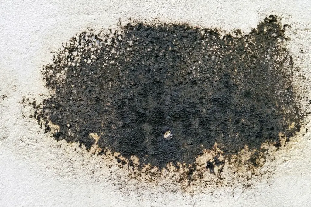 Why and How to Get Black Mold Out of Your Home
