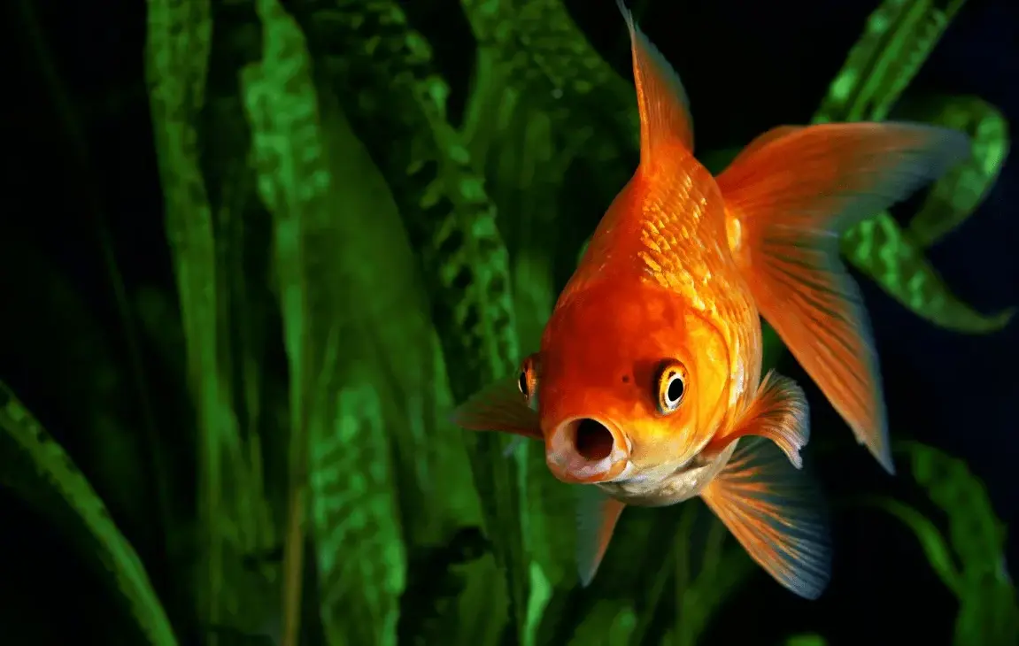 A Close Look At The Basic Needs Of Fish To Survive And Grow