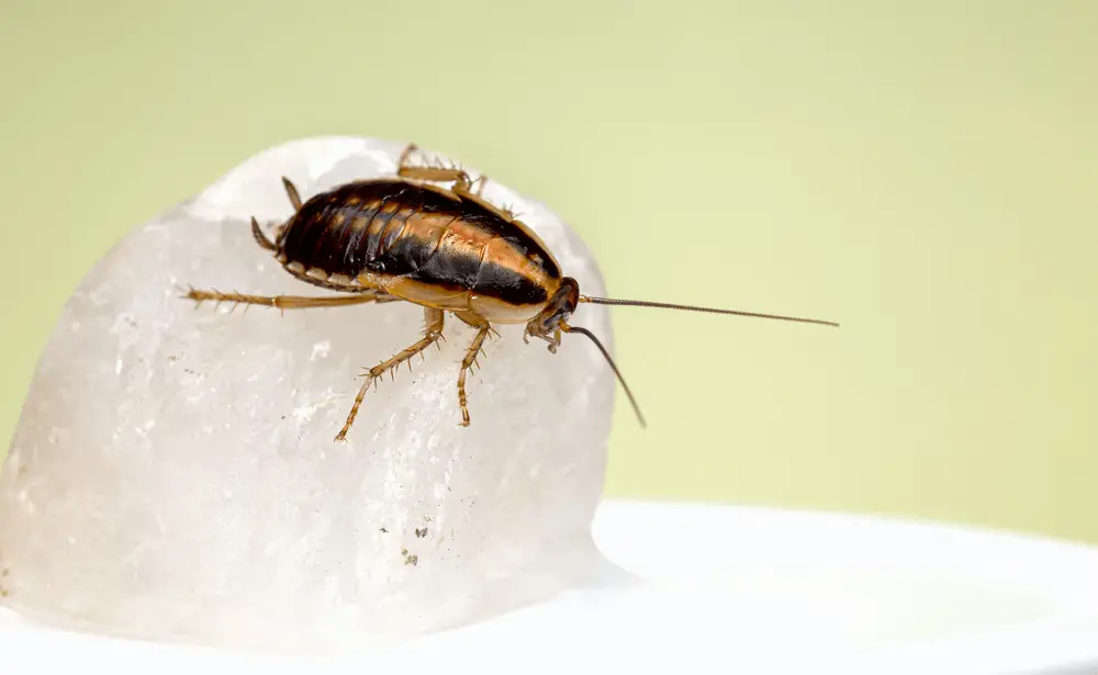 Dealing With Pests Can Be A Real Pain: Here's How To Do It