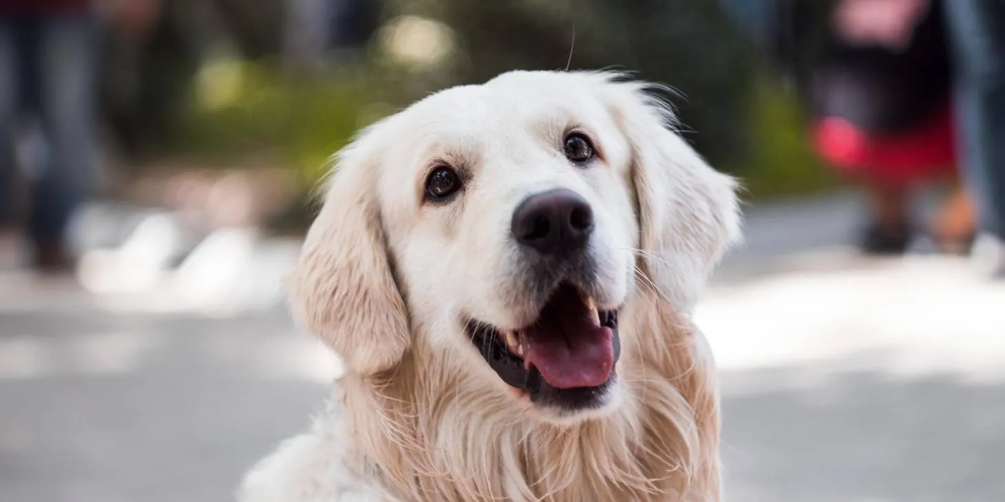 13 Steps to Remove Dog Smell in a New House