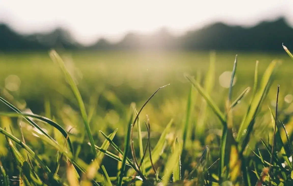 7 Questions to Ask Yourself When Shopping for Grass Seed