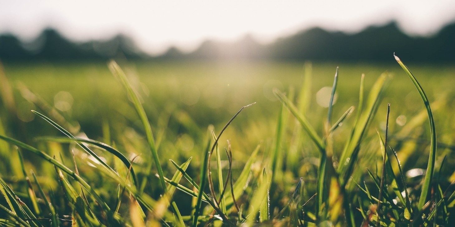 7 Questions to Ask Yourself When Shopping for Grass Seed