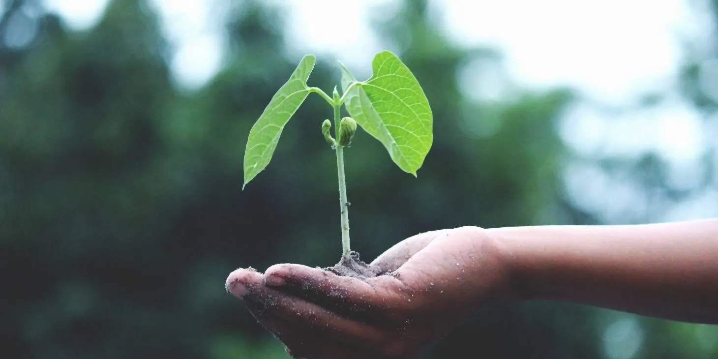 When is the best time to plant grass seed