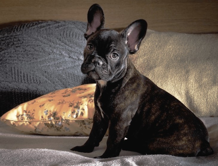 How to Get Rid Of Dog Smell in a New House
