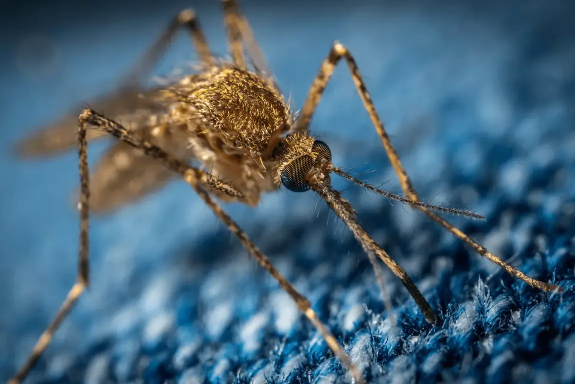 Prevent Mosquito Problems With These Useful Tips