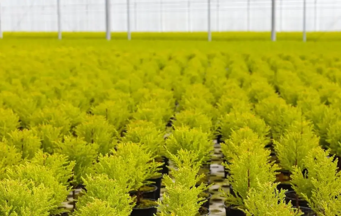 How to Care for and Grow Conifers