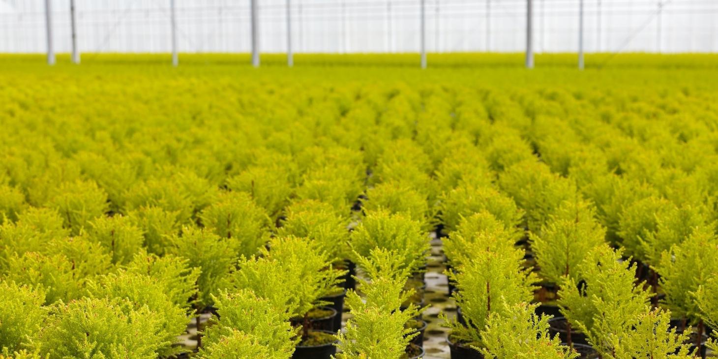 How to Care for and Grow Conifers