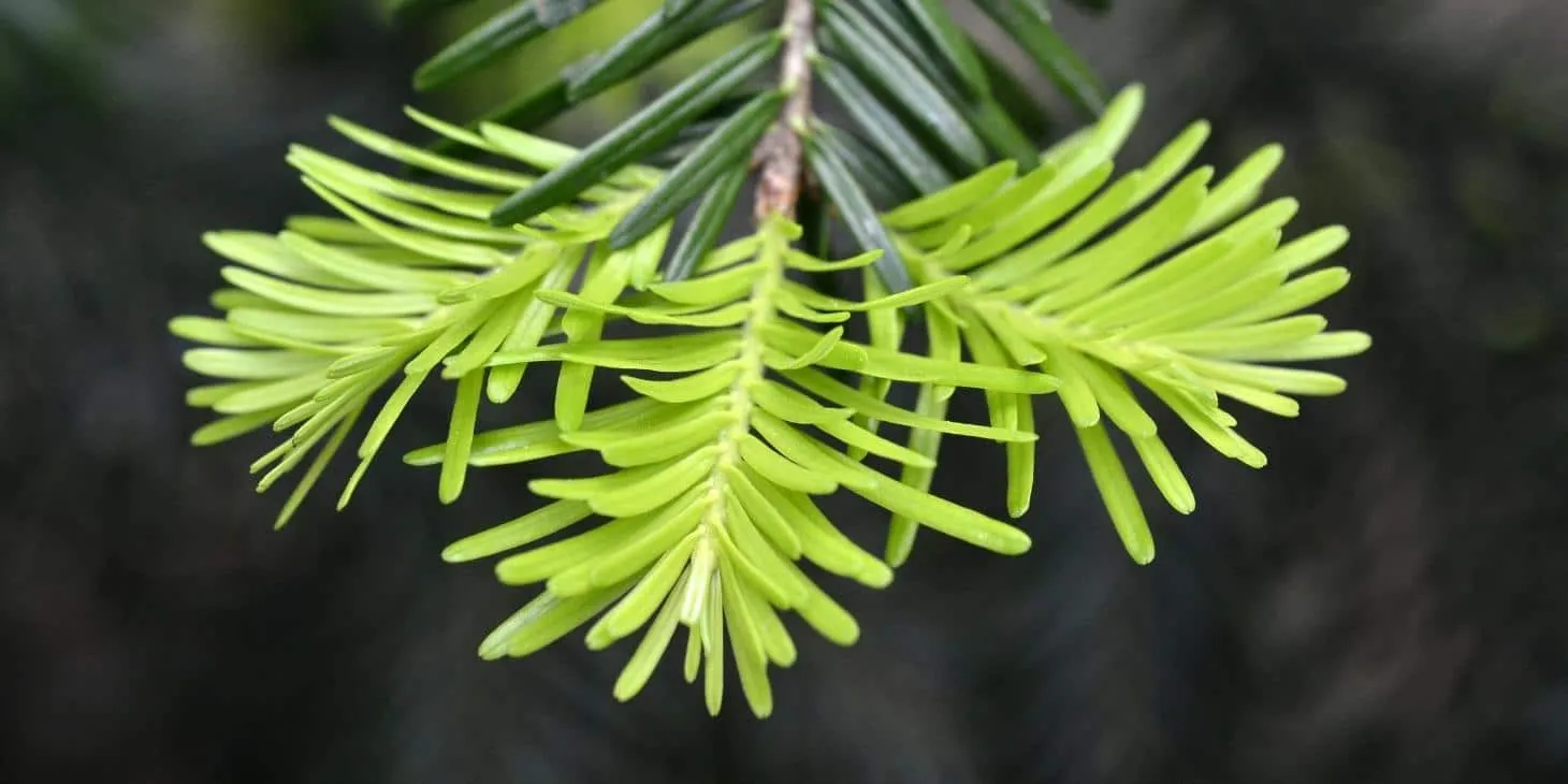 How to grow conifers in a garden