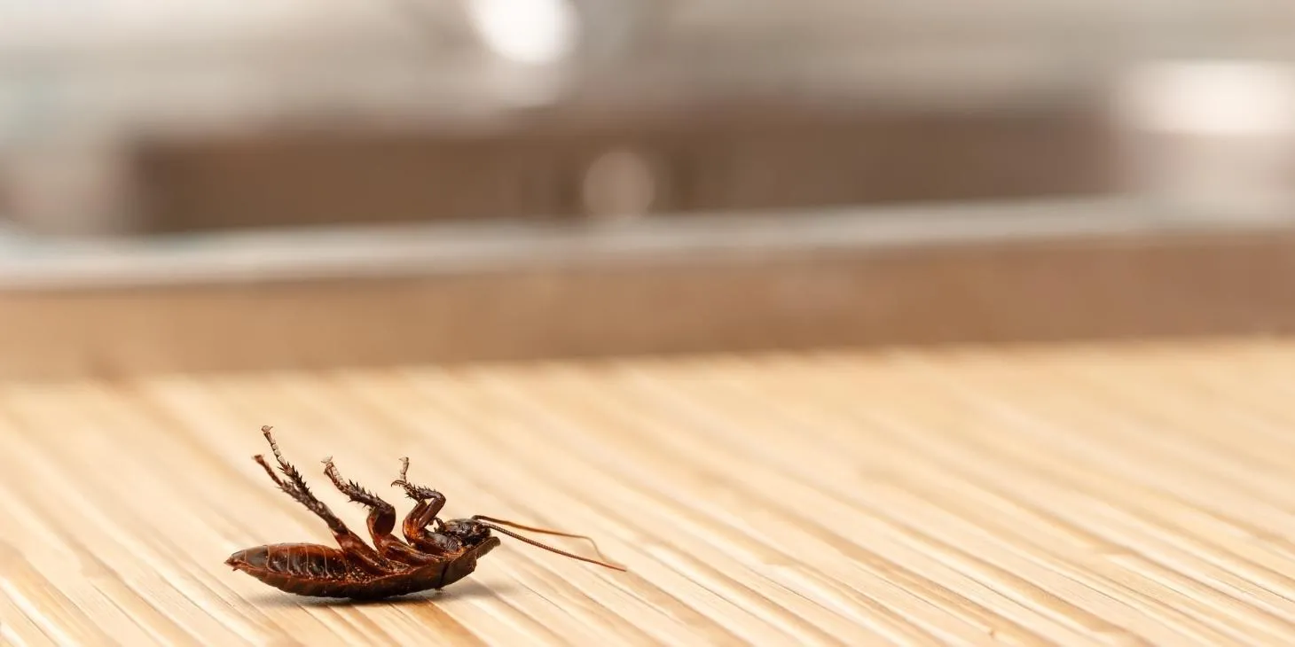 Keep Common Pests Out of Your Office Environment!
