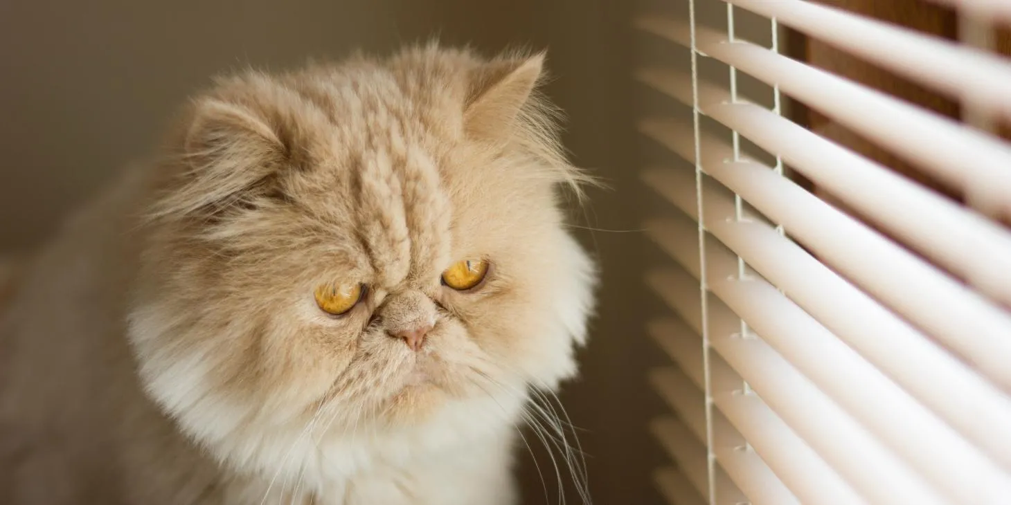 Smart Blinds