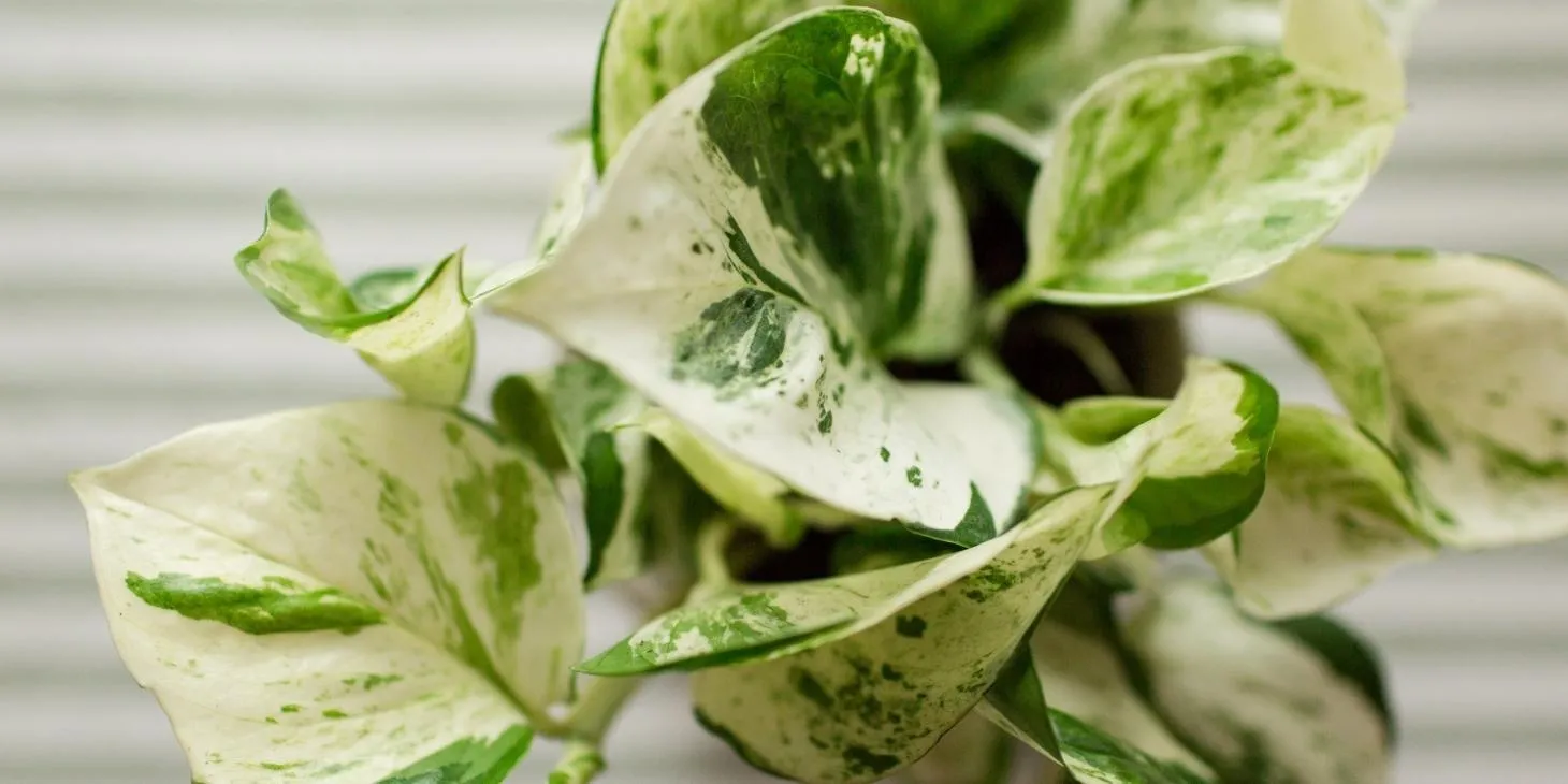 Watering Jade Pothos Some Guidelines