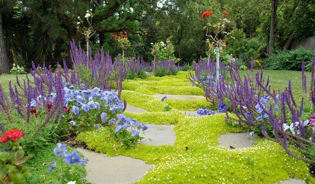 12+ Awesome Ground Cover Plants