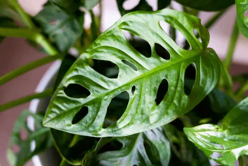 Monstera Adansonii Care | Everything You Need To Know About This Plant