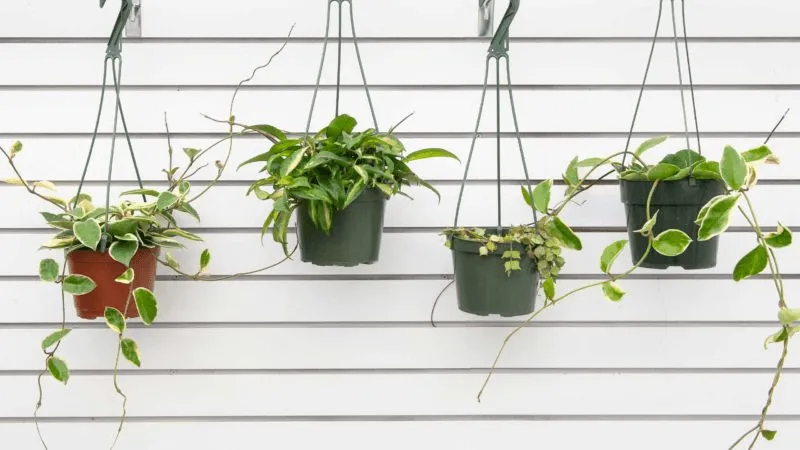 7 Best Indoor Hanging Plants For Every Room