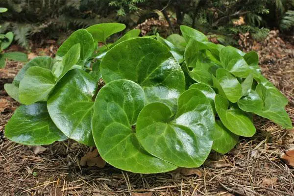 12+ Awesome Ground Cover Plants - Homienjoy