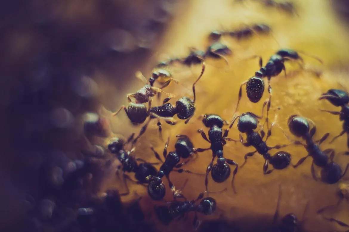 Protect Your Property From Pests