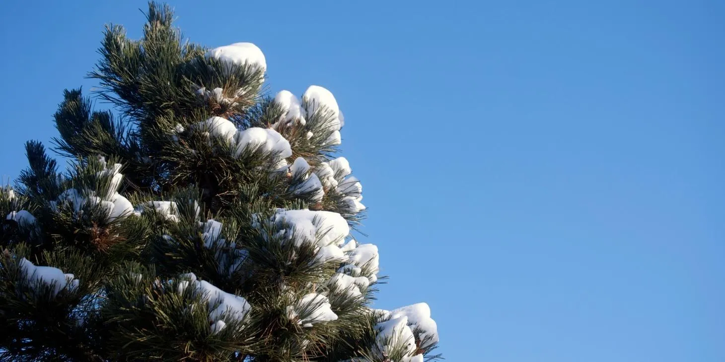 Plant Some Evergreen Trees