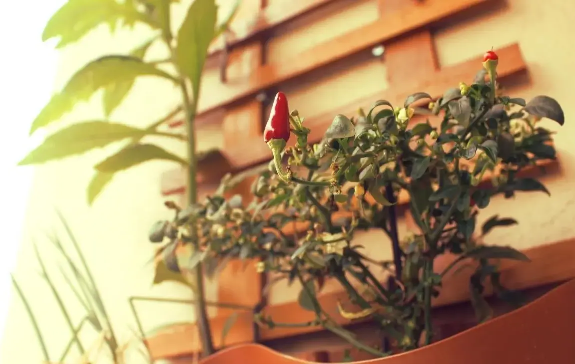 The Beginner's Guide To Apartment Gardening