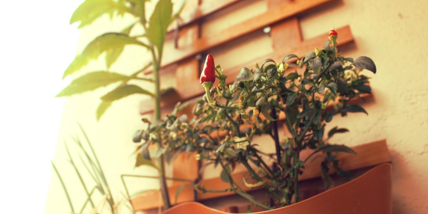 The Beginner's Guide To Apartment Gardening