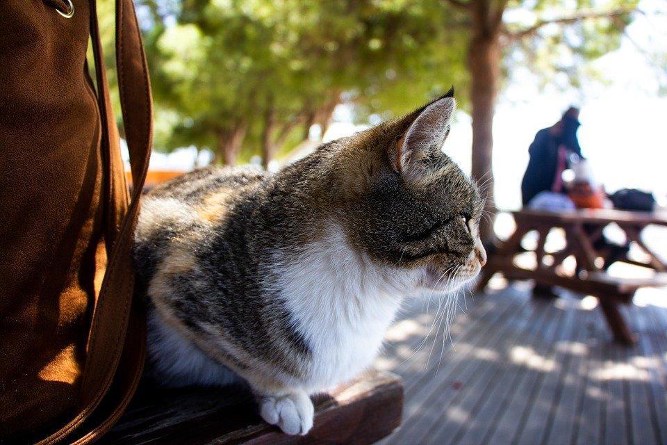 Top Tips on How to Create a Pet-friendly Outdoor Space