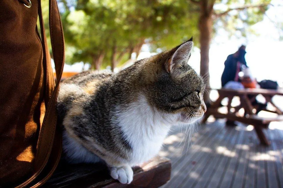Top Tips on How to Create a Pet-friendly Outdoor Space