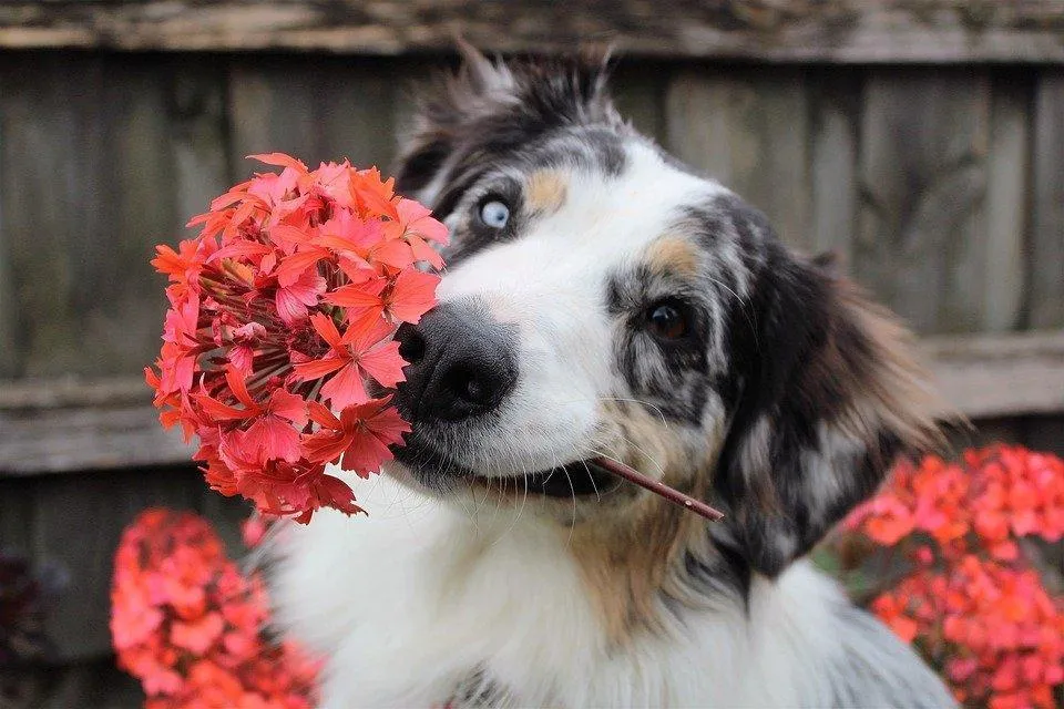 Flowers, Dog, Shepherd, Puppy, Spring, Park, Summer