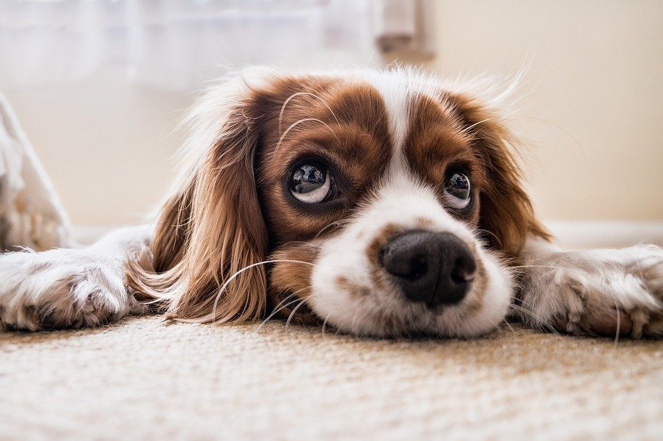 A Useful Guide To Know Everything About Potty Training Your Dog