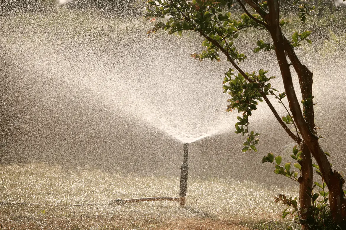 Plant Watering Tips That You Need To Know To Maintain Your Garden
