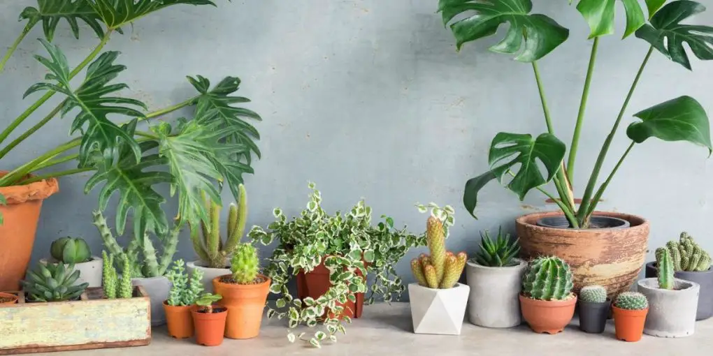 How to Decorate your Indoor Space with Aesthetic Plants?