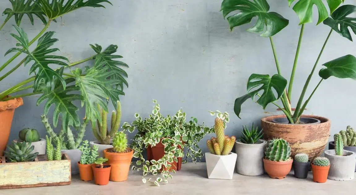 How to Decorate your Indoor Space with Aesthetic Plants?