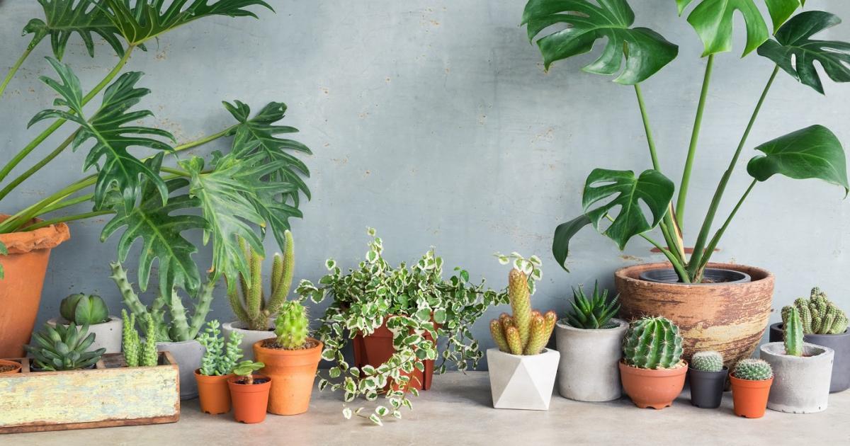 How to Decorate your Indoor Space with Aesthetic Plants?