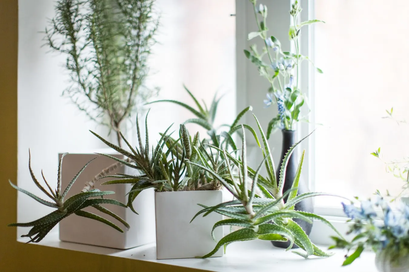 Fill Up Empty Corners and Sections with Touch of FoliageÂ