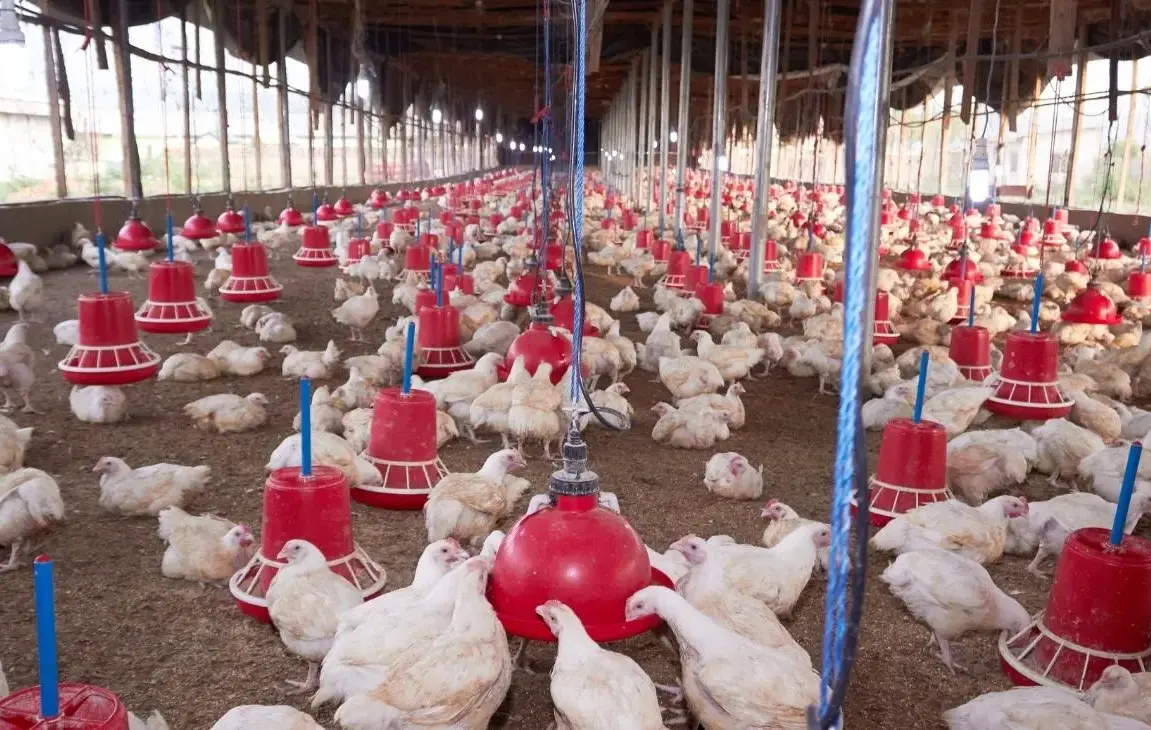 How To Start a Small Poultry Farm