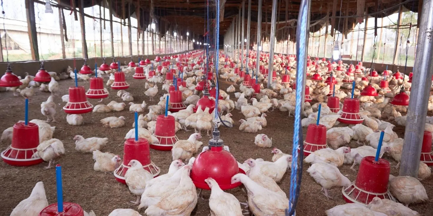 How To Start a Small Poultry Farm