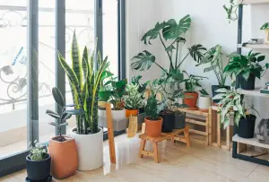 6 Interesting Ways To Decorate Your Home With Plants