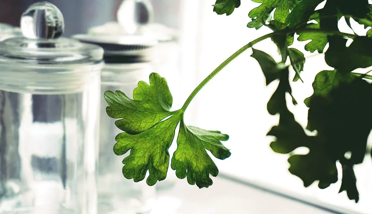 Decorate your kitchen with herbs that can be used for cooking