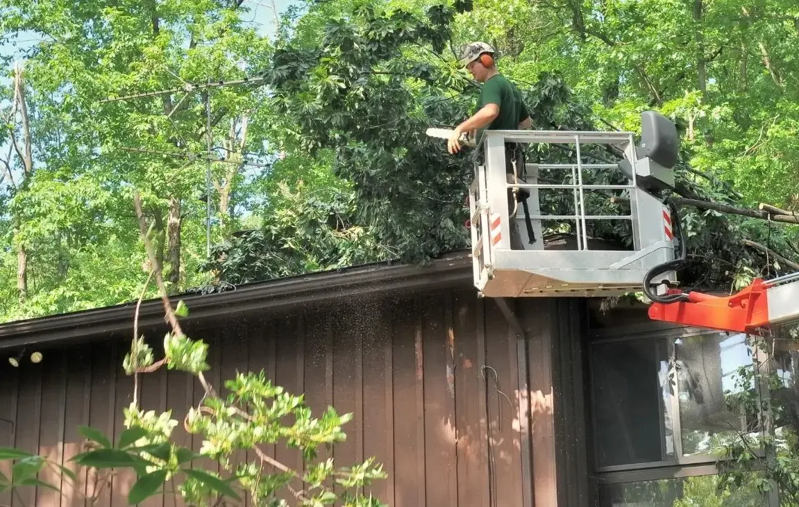 Top Ten Signs You Need Tree Removal Service City