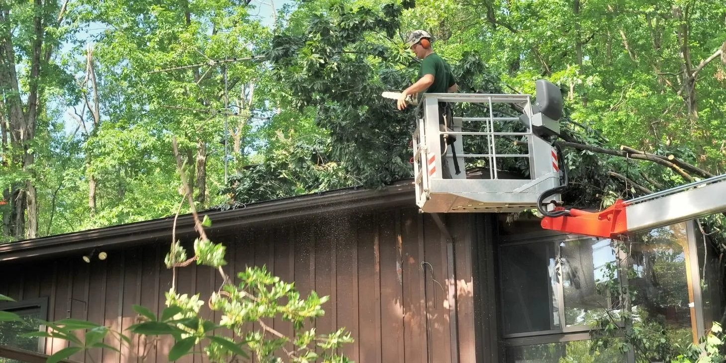 Top Ten Signs You Need Tree Removal Service City