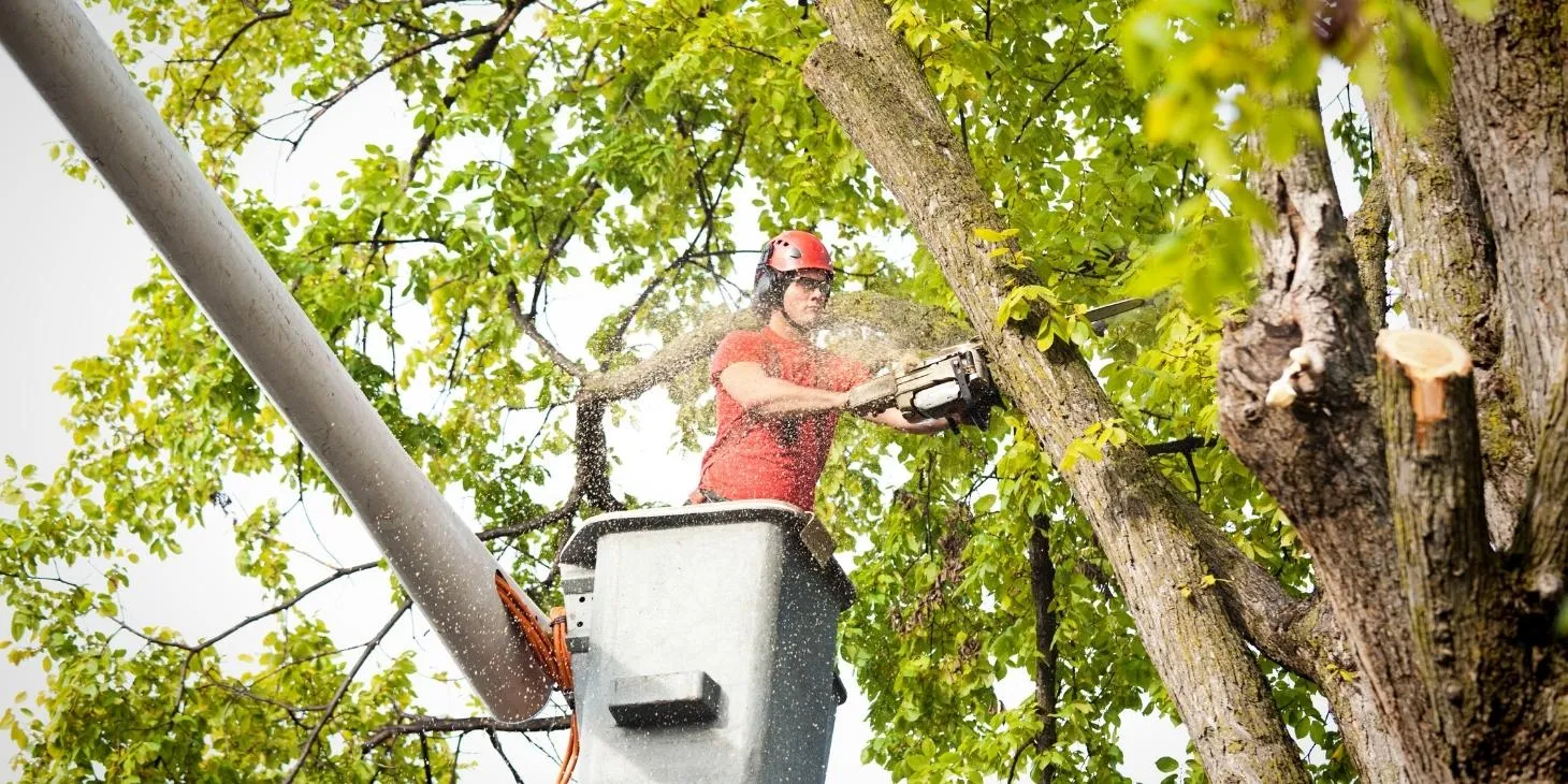 Tree Removal Service City